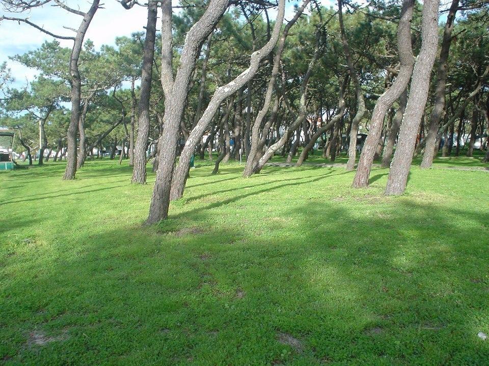 Parque De Campismo Da Praia Da Barra Gafanha da Nazaré Esterno foto